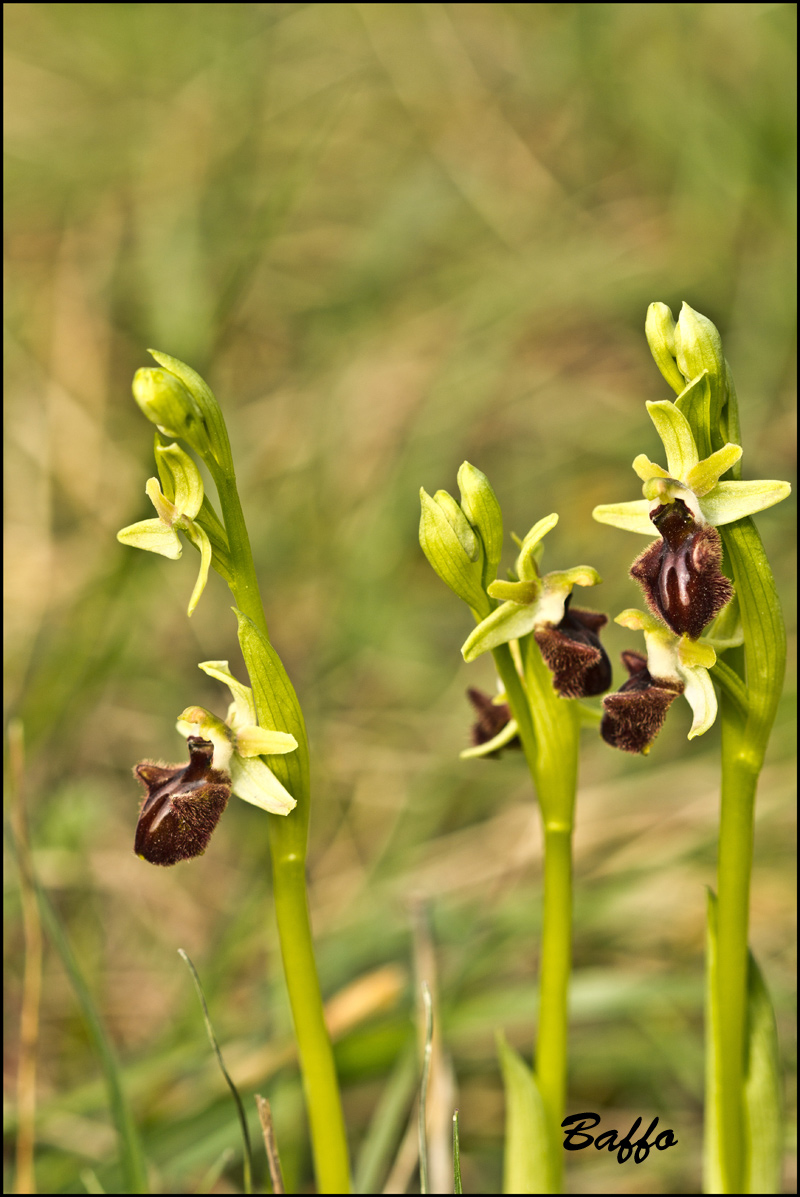 Ophrys sphegodes subsp. sphegodes Mill